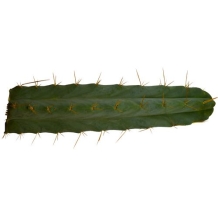 images/productimages/small/trichocereus Bridgesii.jpg